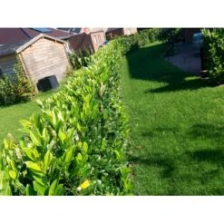 Kirsebærlaurbær 'Genolia' Prunus Laurocerasus 'Genolia' Med Klump, 60-80 Cm. -Siriu Planter Butik mi2852 prunus laurocerasus mano 9f97 8