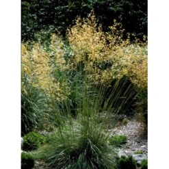 Kæmpefjergræs Stipa Gigantea Potte 2 Liter. 15 Kæmpefjergræs Stipa Gigantea Potte 2 Liter. -Siriu Planter Butik mi2869 stipa gigantea 2a01