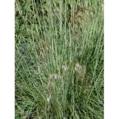 Kæmpefjergræs Stipa Gigantea Potte 2 Liter. 14 Kæmpefjergræs Stipa Gigantea Potte 2 Liter. -Siriu Planter Butik mi2869 stipa gigantea 5685
