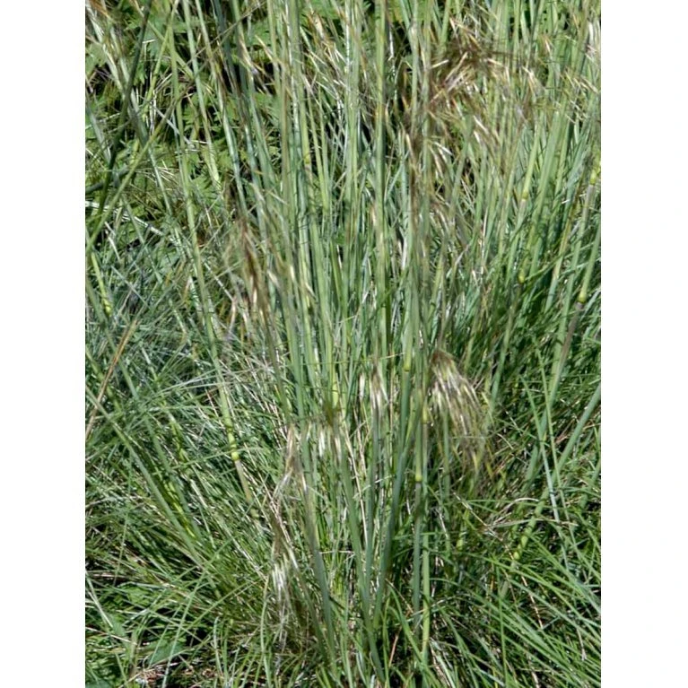Kæmpefjergræs Stipa Gigantea Potte 2 Liter. 8 Kæmpefjergræs Stipa Gigantea Potte 2 Liter. - Billede 6