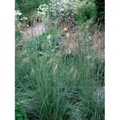 Kæmpefjergræs Stipa Gigantea Potte 2 Liter. 12 Kæmpefjergræs Stipa Gigantea Potte 2 Liter. -Siriu Planter Butik mi2869 stipa gigantea 6069