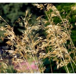 Kæmpefjergræs Stipa Gigantea Potte 2 Liter. 11 Kæmpefjergræs Stipa Gigantea Potte 2 Liter. -Siriu Planter Butik mi2869 stipa gigantea d671