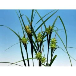 Morgenstjernestar Carex Grayi 1 Liter Potte