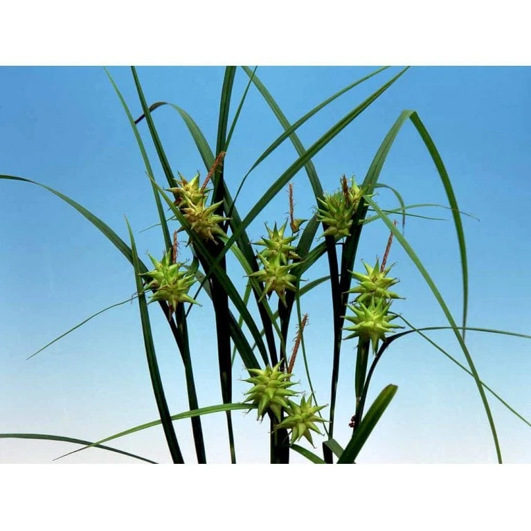 Morgenstjernestar Carex Grayi 1 Liter Potte 3 Morgenstjernestar Carex Grayi 1 Liter Potte