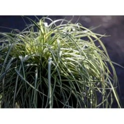 Star 'Evergold' Carex Oshimensis 'Evergold' Potte 2 Liter. -Siriu Planter Butik mi2991 carex oshimensis evergold f375