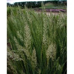 Klitkambunke Koeleria Glauca Potte 2,0 Liter,- 25-30 Cm. -Siriu Planter Butik mi2993 koeleria glauca 6d19