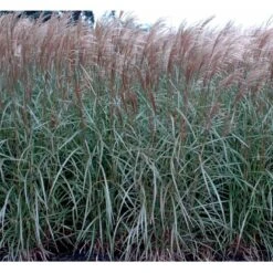 Lav Elefantgræs 'Dronning Ingrid' Miscanthus Sinensis 'Dronning Ingrid' 3,0 Liter Potte -Siriu Planter Butik mi3000 miscanthus sinensis dronning ingrid 0270