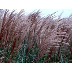 Lav Elefantgræs 'Dronning Ingrid' Miscanthus Sinensis 'Dronning Ingrid' 3,0 Liter Potte -Siriu Planter Butik mi3000 miscanthus sinensis dronning ingrid ab64