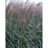 Lav Elefantgræs 'Dronning Ingrid' Miscanthus Sinensis 'Dronning Ingrid' 3,0 Liter Potte