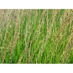 Blåtop 'Heidebraut' Molinia Caerulea 'Heidebraut' 1 Liter Potte