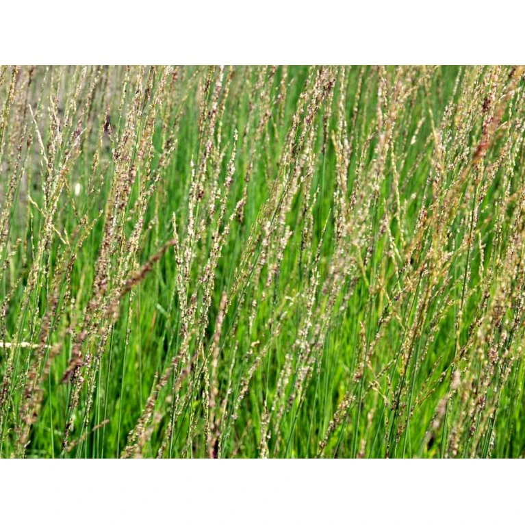 Blåtop 'Heidebraut' Molinia Caerulea 'Heidebraut' 1 Liter Potte 3 Blåtop 'Heidebraut' Molinia Caerulea 'Heidebraut' 1 Liter Potte