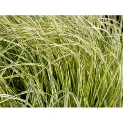 Rørhvene 'Overdam' Calamagrostis Acutiflora 'Overdam' 1 Liter Potte -Siriu Planter Butik mi3089 calamagrostis acutiflora overdam 0563