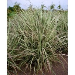 Rørhvene 'Overdam' Calamagrostis Acutiflora 'Overdam' 1 Liter Potte -Siriu Planter Butik mi3089 calamagrostis acutiflora overdam 3b96