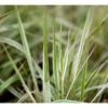 Rørhvene 'Overdam' Calamagrostis Acutiflora 'Overdam' 1 Liter Potte -Siriu Planter Butik mi3089 calamagrostis acutiflora overdam 5134