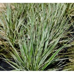 Rørhvene 'Overdam' Calamagrostis Acutiflora 'Overdam' 1 Liter Potte -Siriu Planter Butik mi3089 calamagrostis acutiflora overdam 864b