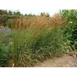 Rørhvene 'Overdam' Calamagrostis Acutiflora 'Overdam' 1 Liter Potte -Siriu Planter Butik mi3089 calamagrostis acutiflora overdam 8b20