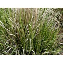 Rørhvene 'Overdam' Calamagrostis Acutiflora 'Overdam' 1 Liter Potte -Siriu Planter Butik mi3089 calamagrostis acutiflora overdam a4f6