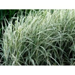 Stribet Elefantgræs 'Variegatus' Miscanthus Sinensis 'Variegatus' 3,0 Liter Potte -Siriu Planter Butik mi3092 miscanthus sinensis variegatus ac8e