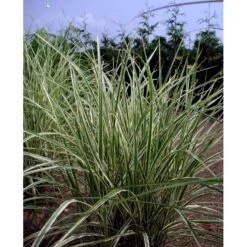 Stribet Elefantgræs 'Variegatus' Miscanthus Sinensis 'Variegatus' 3,0 Liter Potte -Siriu Planter Butik mi3092 miscanthus sinensis variegatus c7b6