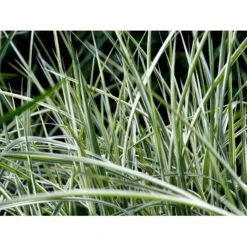 Stribet Elefantgræs 'Variegatus' Miscanthus Sinensis 'Variegatus' 3,0 Liter Potte -Siriu Planter Butik mi3092 miscanthus sinensis variegatus c988