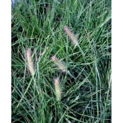 Lampepudsergræs 'Little Bunny' Pennisetum Alopecuroides 'Little Bunny' Potte 2 Liter. -Siriu Planter Butik mi3096 pennisetum alopecuroides little bunny daff