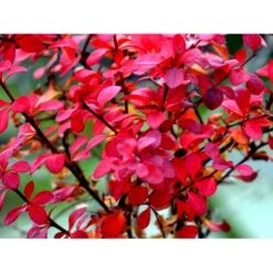 Grøn Berberis Til Hæk Berberis Thunbergii Solitær Busk 125-150 Cm., Med Klump 7 Grøn Berberis Til Hæk Berberis Thunbergii Solitær Busk 125-150 Cm., Med Klump -Siriu Planter Butik mi312 berberis thunbergii 4072