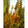 Grøn Berberis Til Hæk Berberis Thunbergii Solitær Busk 125-150 Cm., Med Klump -Siriu Planter Butik mi312 berberis thunbergii c3aa