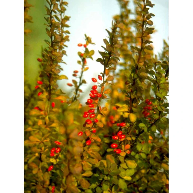 Grøn Berberis Til Hæk Berberis Thunbergii Solitær Busk 125-150 Cm., Med Klump 3 Grøn Berberis Til Hæk Berberis Thunbergii Solitær Busk 125-150 Cm., Med Klump