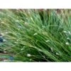 Fjeld-blåaks Sesleria Caerulea 1 Liter Potte -Siriu Planter Butik mi3326 sesleria caerulea 5756