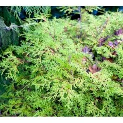 Solcypres 'Kamarachiba' Chamaecyparis Obtusa 'Kamarachiba' Potte 3,0 Liter,- 25-30 Cm. -Siriu Planter Butik mi3387 chamaecyparis obtusa kamarachiba 3bf5