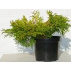 Solcypres 'Kamarachiba' Chamaecyparis Obtusa 'Kamarachiba' Potte 3,0 Liter,- 25-30 Cm. -Siriu Planter Butik mi3387 chamaecyparis obtusa kamarachiba 9ae6