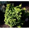 Solcypres 'Maureen' Chamaecyparis Obtusa 'Maureen' Potte 2,0 Liter,- 15-20 Cm. -Siriu Planter Butik mi3388 chamaecyparis obtusa maureen 1241