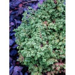 Solcypres 'Maureen' Chamaecyparis Obtusa 'Maureen' Potte 2,0 Liter,- 15-20 Cm. -Siriu Planter Butik mi3388 chamaecyparis obtusa maureen 1d7b