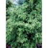 Solcypres 'Tsatsumi' Chamaecyparis Obtusa 'Tsatsumi' Potte 2,0 Liter,- 25-30 Cm. -Siriu Planter Butik mi3390 chamaecyparis obtusa tsatsumi d607