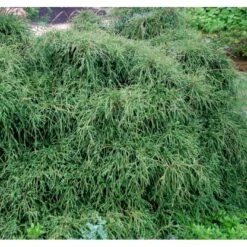 Tråd Ærtecypres 'Filifera Nana' Chamaecyprais Pisifera 'Filifera Nana' Potte 2,0 Liter,- 20-25 Cm. -Siriu Planter Butik mi3394 chamaecyparis pisifera filifera nana 1652