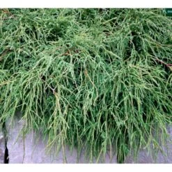 Tråd Ærtecypres 'Filifera Nana' Chamaecyprais Pisifera 'Filifera Nana' Potte 2,0 Liter,- 20-25 Cm. -Siriu Planter Butik mi3394 chamaecyparis pisifera filifera nana 26a2