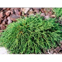 Tråd Ærtecypres 'Filifera Nana' Chamaecyprais Pisifera 'Filifera Nana' Potte 2,0 Liter,- 20-25 Cm. -Siriu Planter Butik mi3394 chamaecyparis pisifera filifera nana 4782