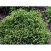 Japansk Kryptomeria 'Little Champion' Cryptomeria Japonica 'Little Champion' Potte 2,0 Liter,- 15-20 Cm.