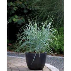 Marehalm Leymus Arenarius 10 Cm. Potte -Siriu Planter Butik mi3511 leymus arenarius 1a7d