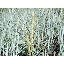 Marehalm Leymus Arenarius 10 Cm. Potte -Siriu Planter Butik mi3511 leymus arenarius d1bf