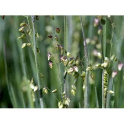 Hjertegræs Briza Media 1 Liter Potte 14 Hjertegræs Briza Media 1 Liter Potte -Siriu Planter Butik mi365 briza media 0234