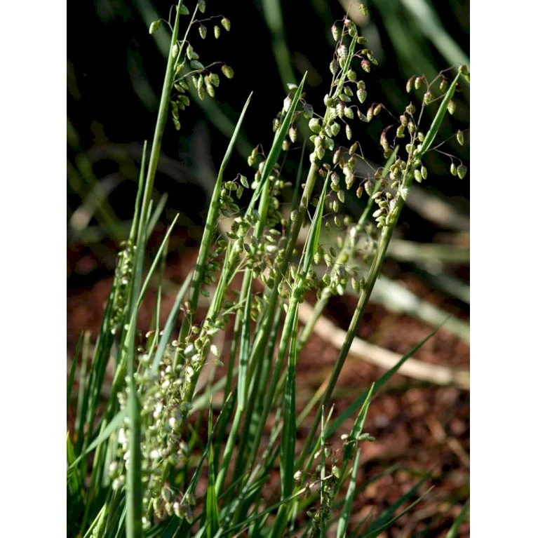 Hjertegræs Briza Media 1 Liter Potte 7 Hjertegræs Briza Media 1 Liter Potte - Billede 5