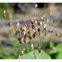 Hjertegræs Briza Media 1 Liter Potte 12 Hjertegræs Briza Media 1 Liter Potte -Siriu Planter Butik mi365 briza media 28d5