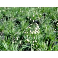 Hjertegræs Briza Media 1 Liter Potte 11 Hjertegræs Briza Media 1 Liter Potte -Siriu Planter Butik mi365 briza media 4f4b