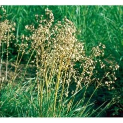 Hjertegræs Briza Media 1 Liter Potte 15 Hjertegræs Briza Media 1 Liter Potte -Siriu Planter Butik mi365 briza media 8622