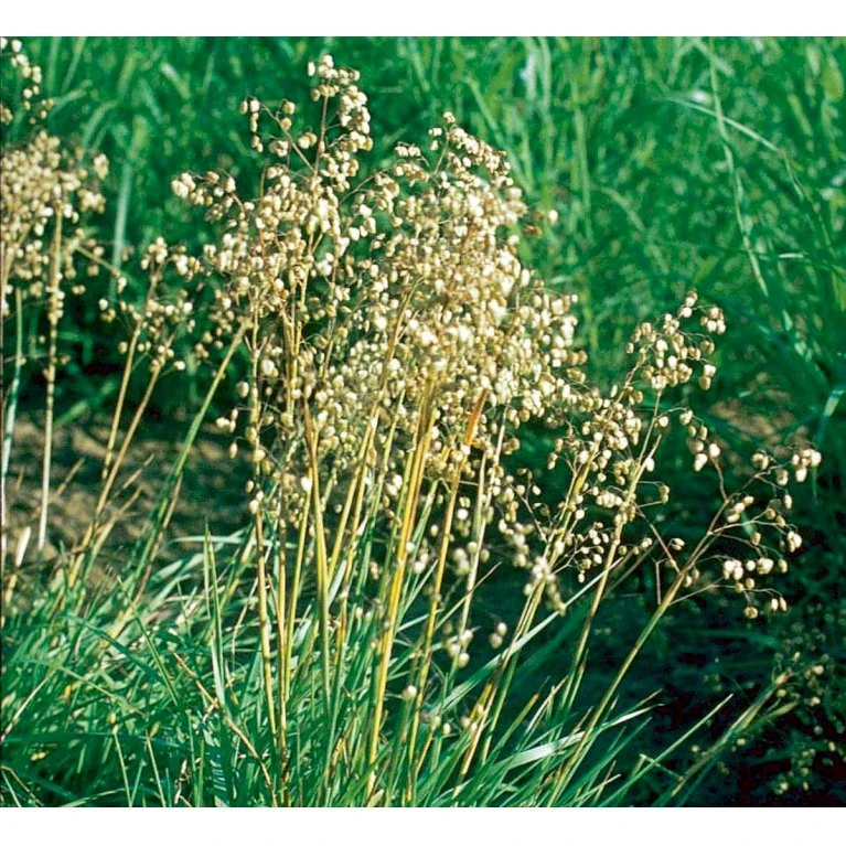 Hjertegræs Briza Media 1 Liter Potte 9 Hjertegræs Briza Media 1 Liter Potte - Billede 7
