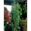 Blyants Enebær 'Blue Arrow' Juniperus Scopulorum 'Blue Arrow' Potte 2,0 Liter,- 40-60 Cm. -Siriu Planter Butik mi3730 juniperus scopulorum blue arrow e6db