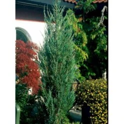 Blyants Enebær 'Blue Arrow' Juniperus Scopulorum 'Blue Arrow' Potte 2,0 Liter,- 40-60 Cm.