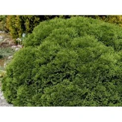 Thuja 'Tiny Tim' Thuja Occidentalis 'Tiny Tim' (dværgform) Potte 3,0 Liter,- 25-30 Cm. -Siriu Planter Butik mi3751 thuja occidentalis tiny tim cc23