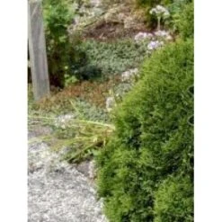 Thuja 'Little Giant' Thuja Occidentalis 'Little Giant'(dværgform) Potte 3,0 Liter,- 25-30 Cm. -Siriu Planter Butik mi3752 thuja occidentalis little giant 559e